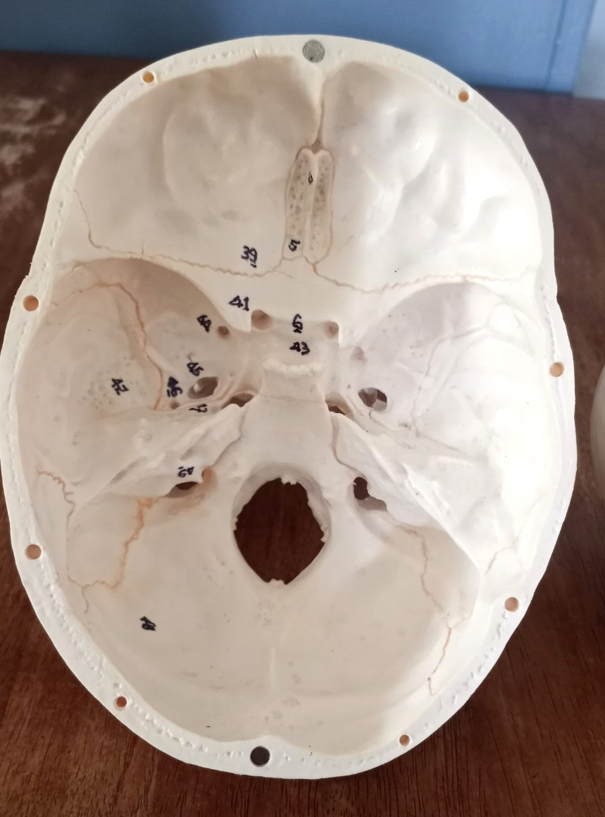 Anatomy - Human Skull lModel