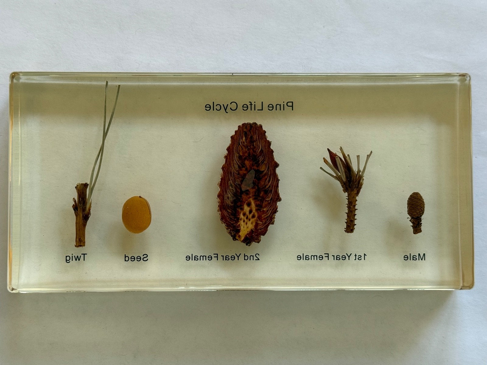 REAL BUG Pine Life Cycle Specimen Resin Block w/ Case & Booklet Plastomount