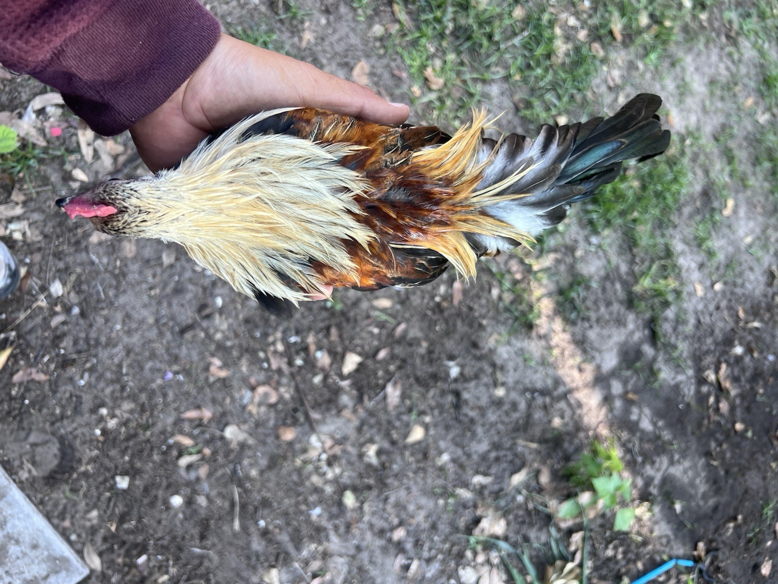 6+ Eggs for Hatching Mini Phoenix Fertile Eggs
