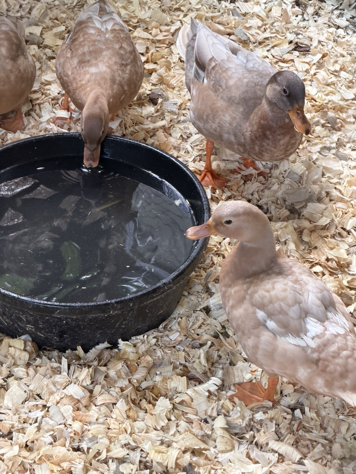 6 BUFF Call Duck Eggs- Shipped Fresh & Quickly With Care