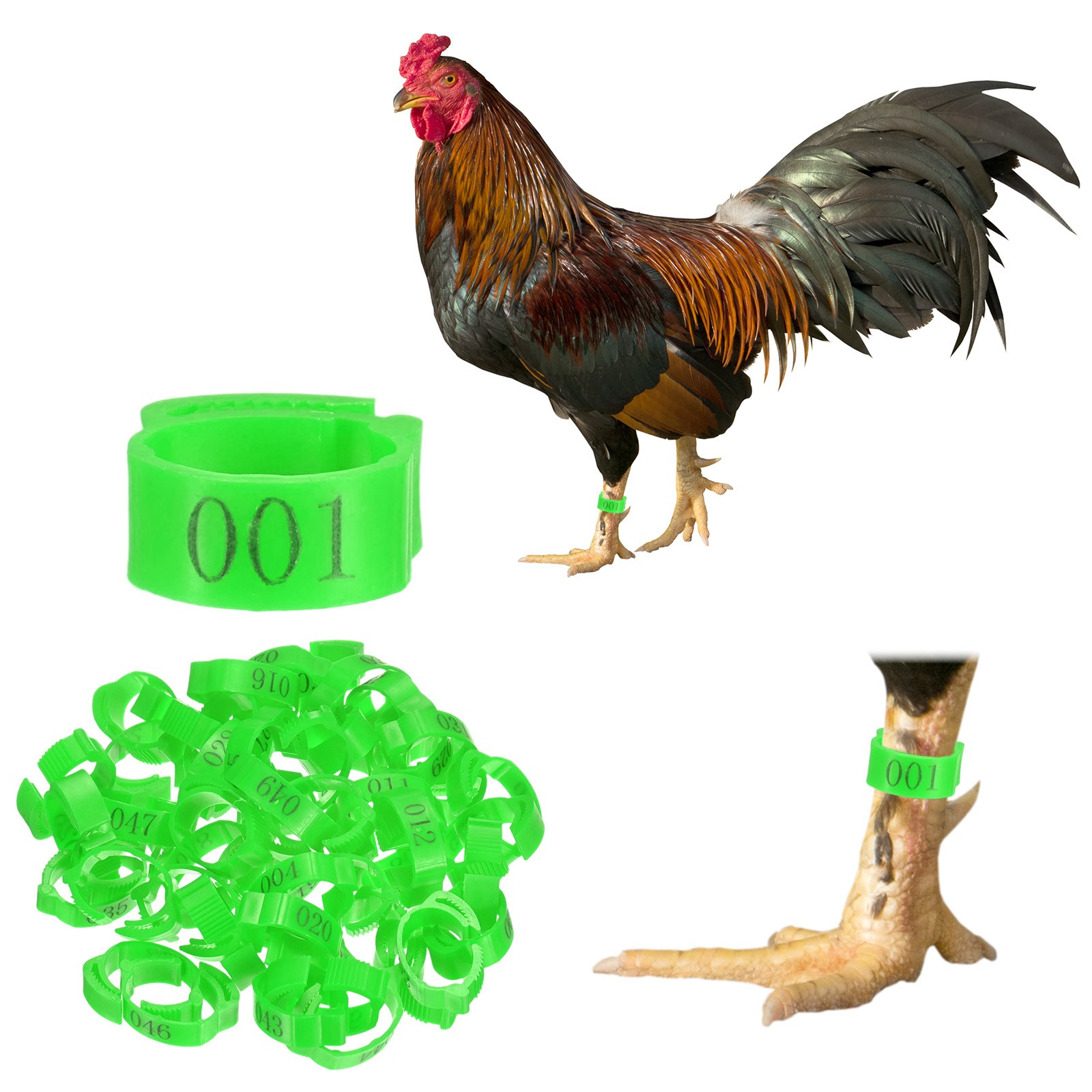 50-Pack Adjustable Chickens Leg Bands, 17-22 mm Plastic Chicken Leg Ring [Green]