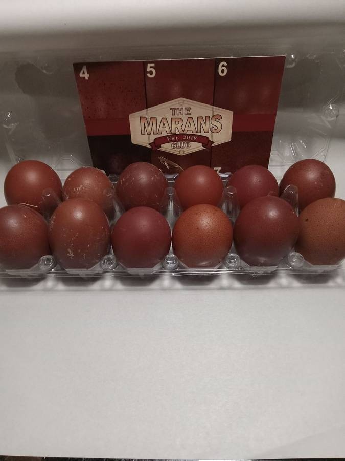 8+french black copper maran eggs