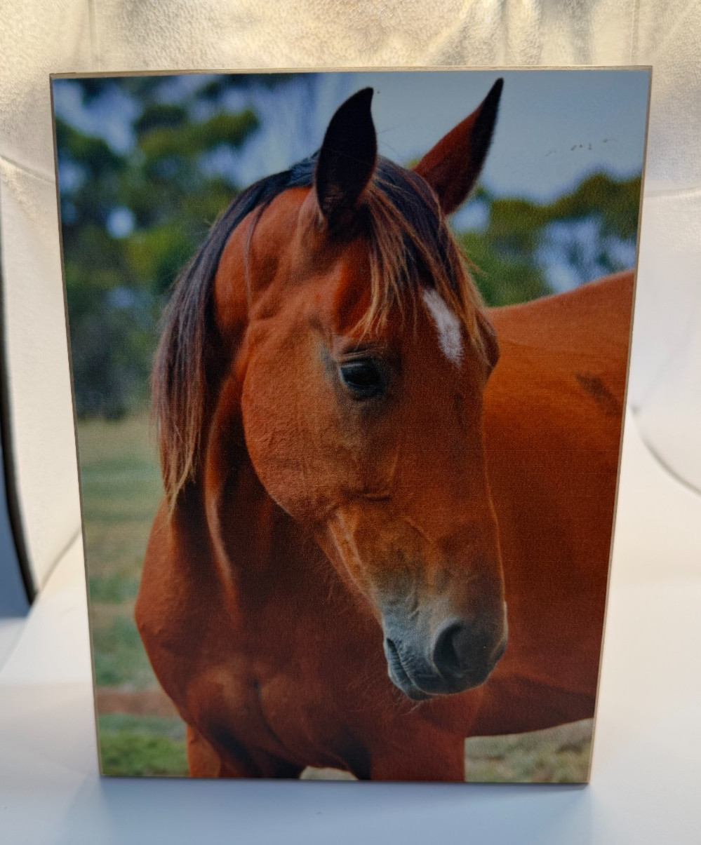 Unbranded Horse Print Cedar Keepsake Memory Box 8" x 6"