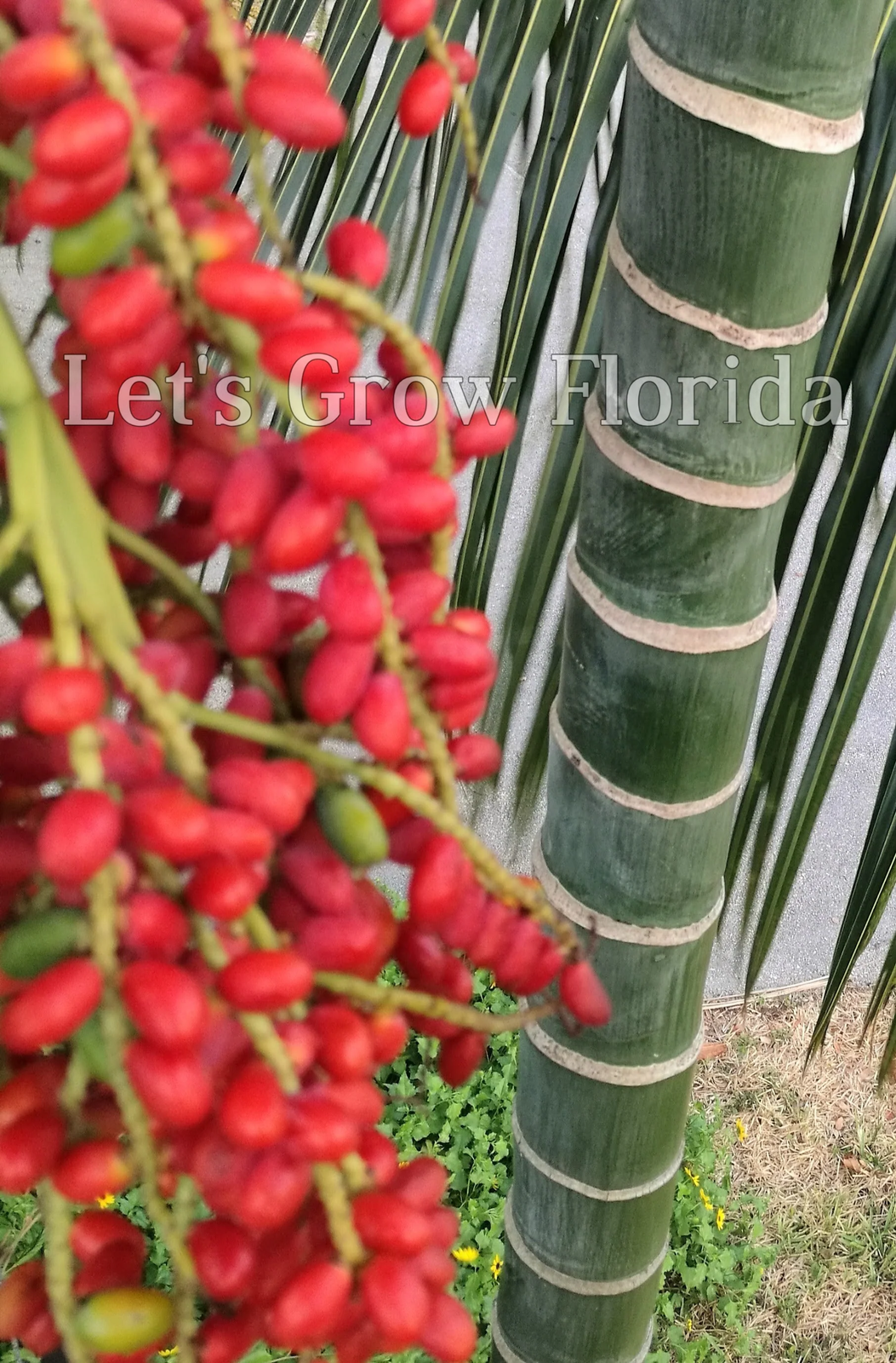 Chrysalidocarpus / Dypsis pembana Clustering Palm Tree