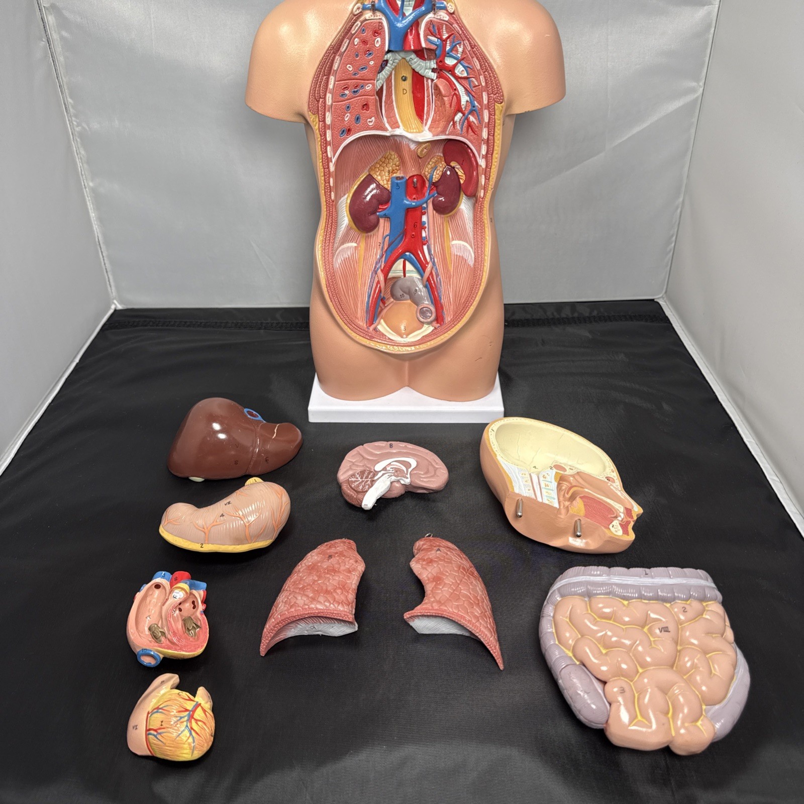 Scientific Anatomy Mini Human Torso 19” Removable Pcs