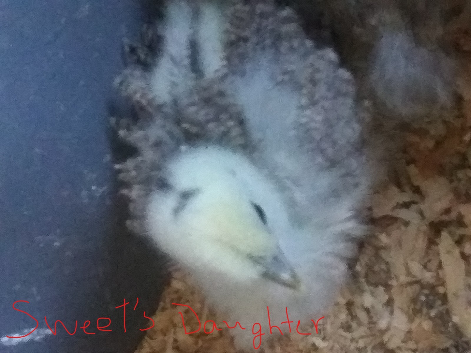 3 Silkie, Satin, Frizzle Hatching Eggs