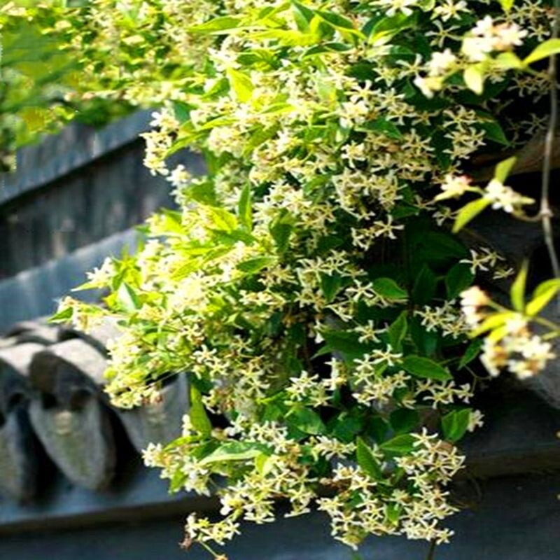 20 SEEDS Yellow JASMINE rare flower exotic climber vine bush Plant USA SELLER