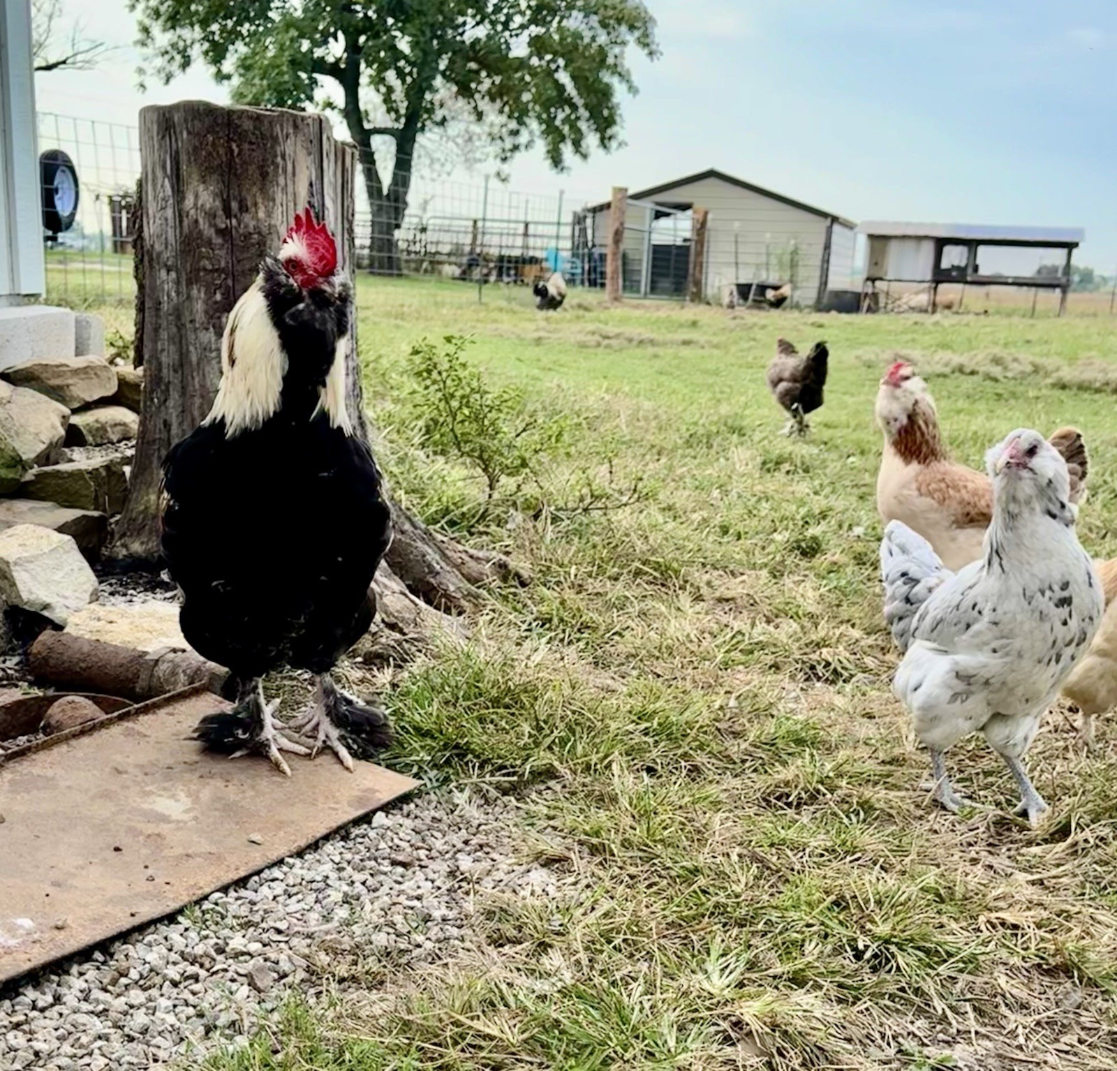 12+ Chicken Hatching Eggs Ameraucana, Easter/Olive Egger, Faverolles, Marans
