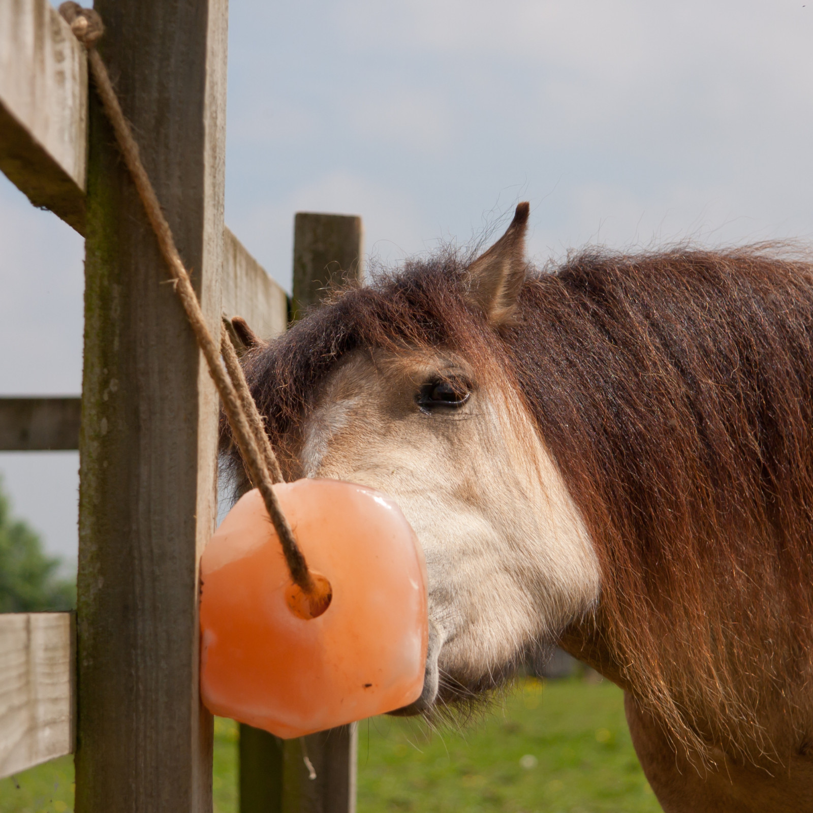 Horse Treats – Natural Himalayan Salt Lick Mineral Block for Horses (Pack of 12)