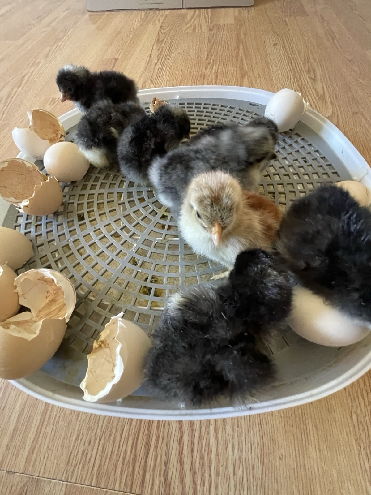 Bantam Cochin Hatching Eggs