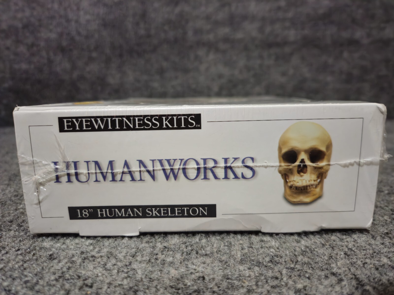 Skullduggery Eyewitness Kits Humanworks 18" HUMAN SKELETON