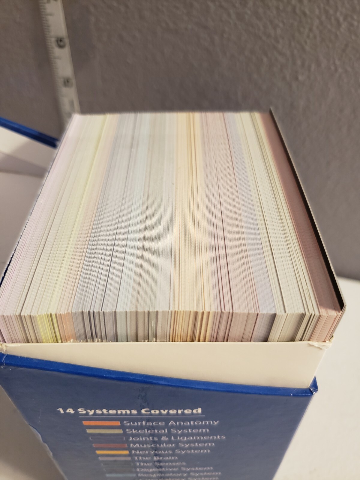 Medical Human Anatomy Educational Flash Cards