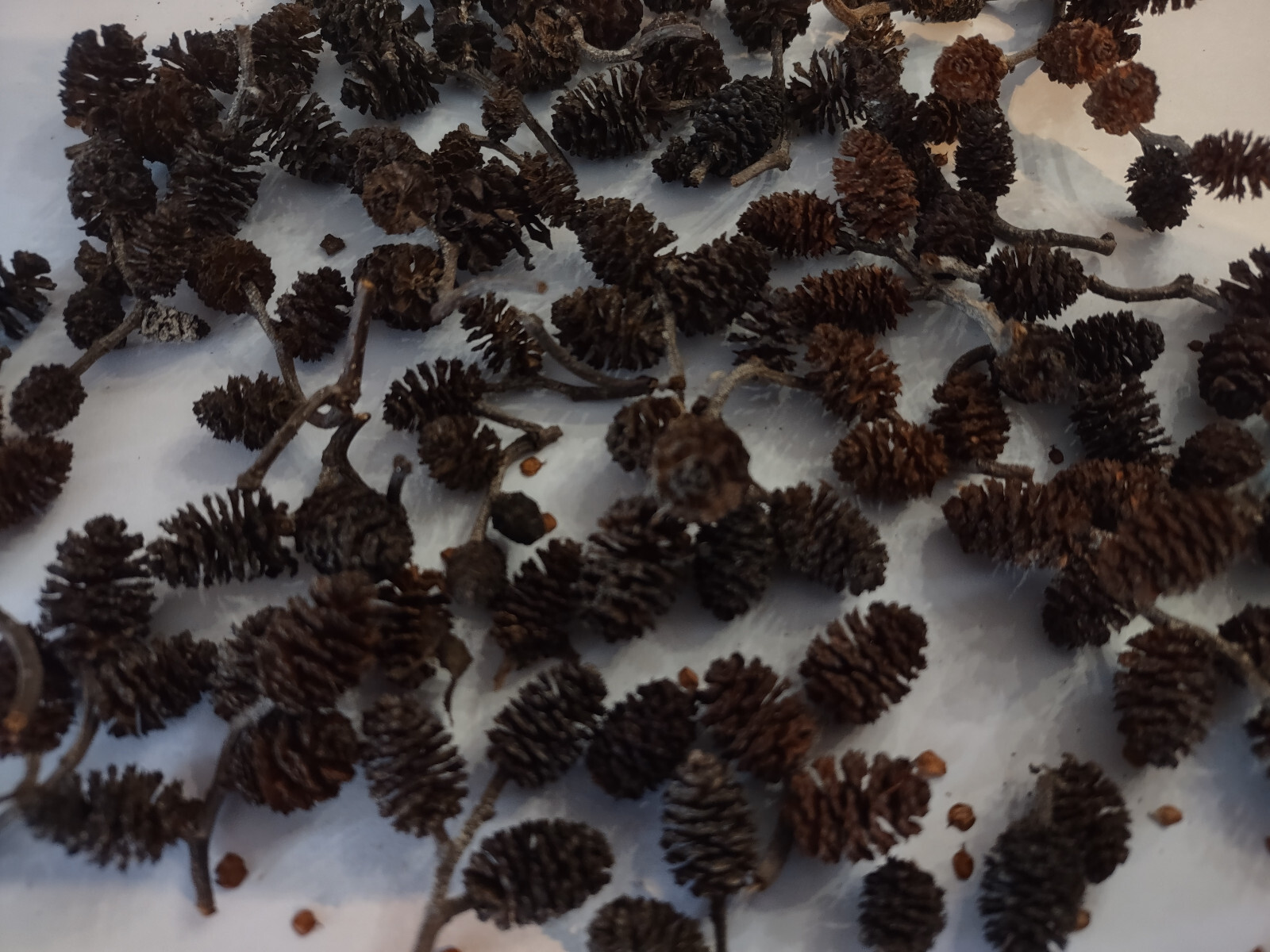 Alder cones for blackwater aquarium.