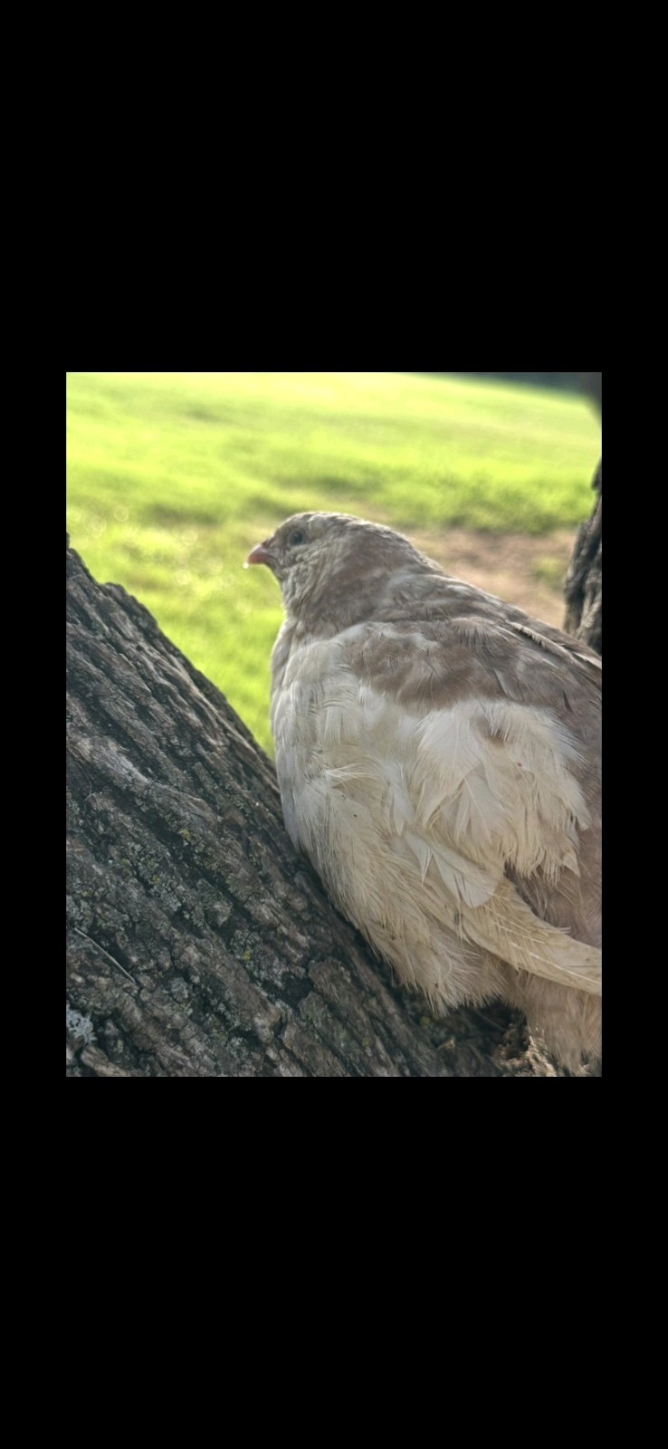 18+ Assorted Rare/Celadon Blue Mix Coturnix Quail Hatching Eggs