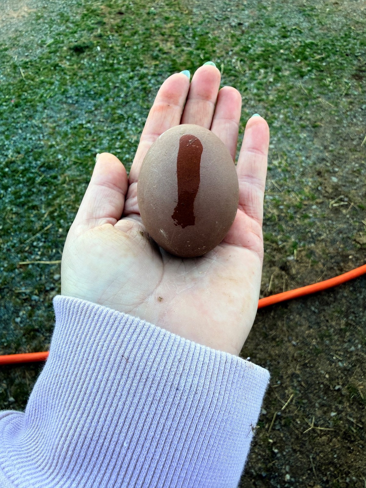 NPIP 12+ black copper maran eggs (6-8 range)