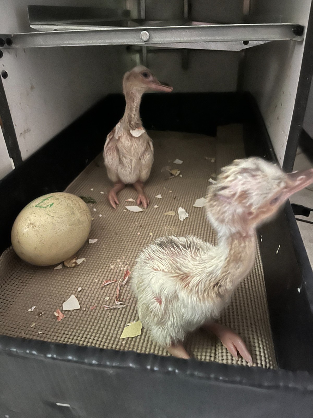 1 Rhea Egg for Hatching