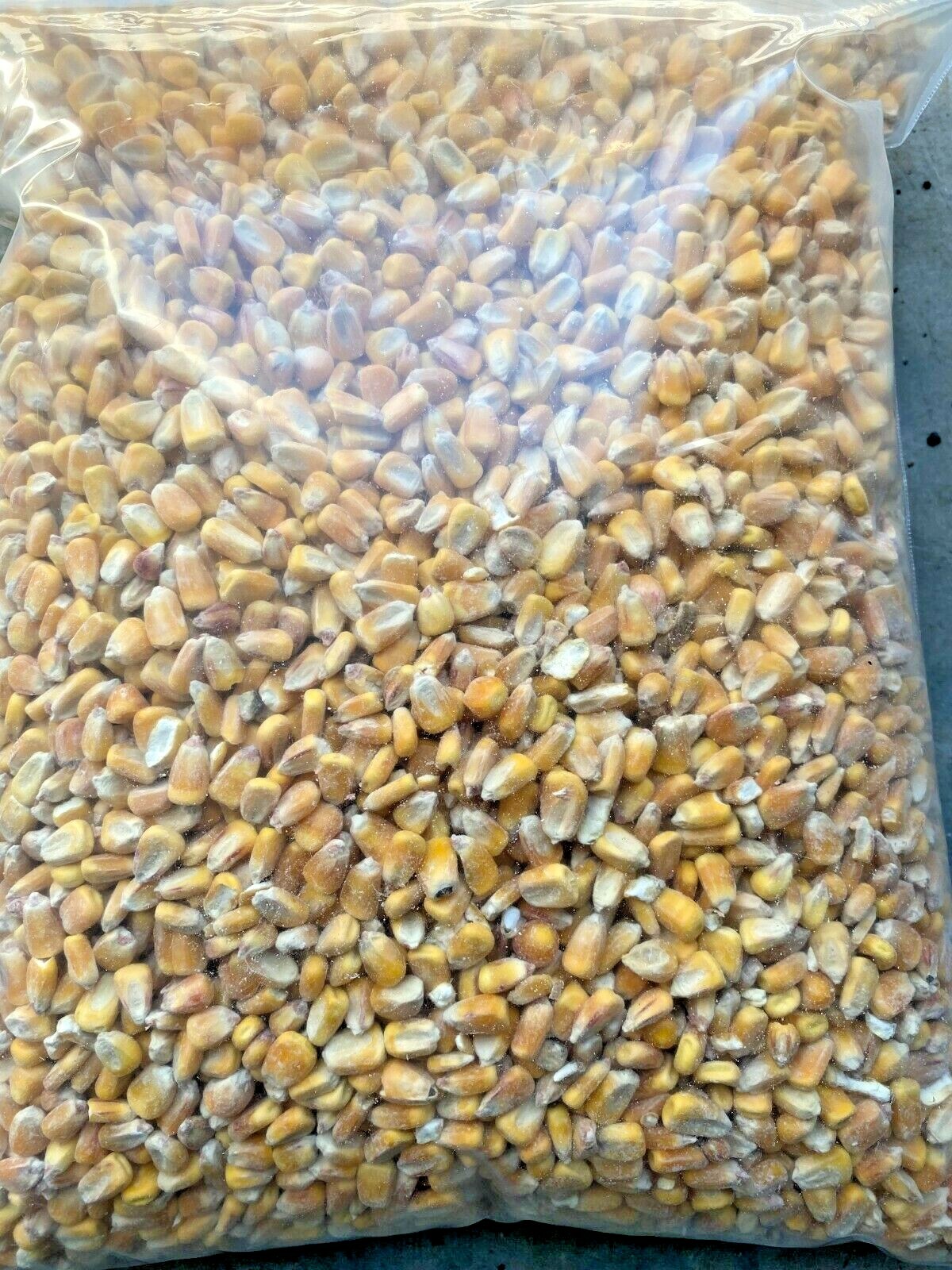 Whole Corn Animal Wildlife & Farm Feed, 20 Lbs Deer, Cow, Turkey. NEW Sale