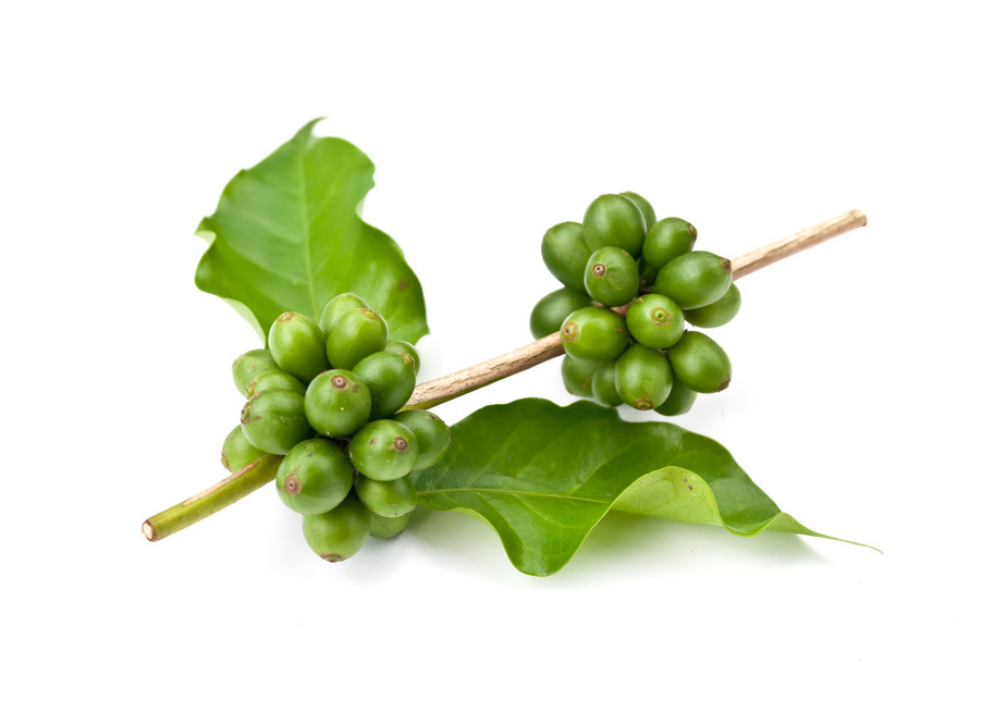 Fat loss activation - GREEN COFFEE CLEANSE – GRAPE SEED EXTRACT COMBO - green