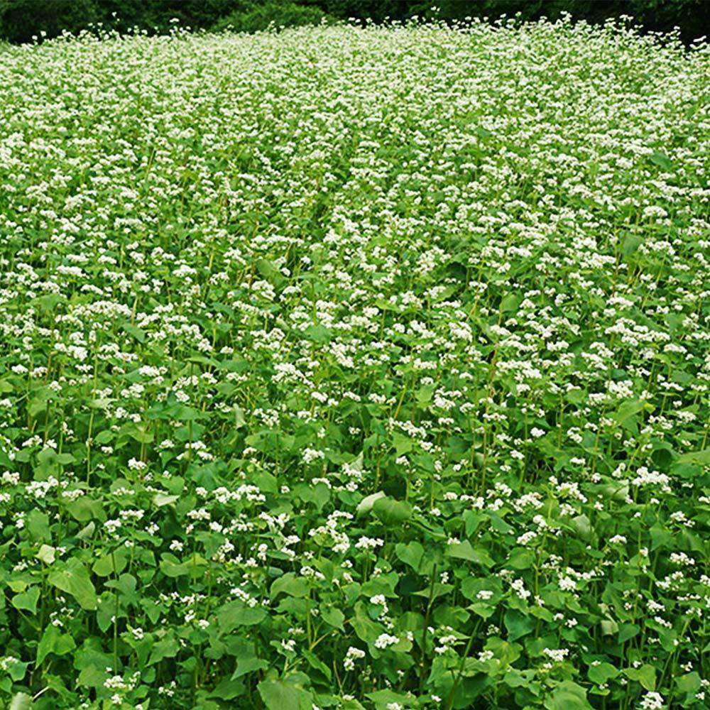 5 Lb Buckwheat SEED Forage Food Plot Bulk DEER Plot turkey attractant BIRDS NEW