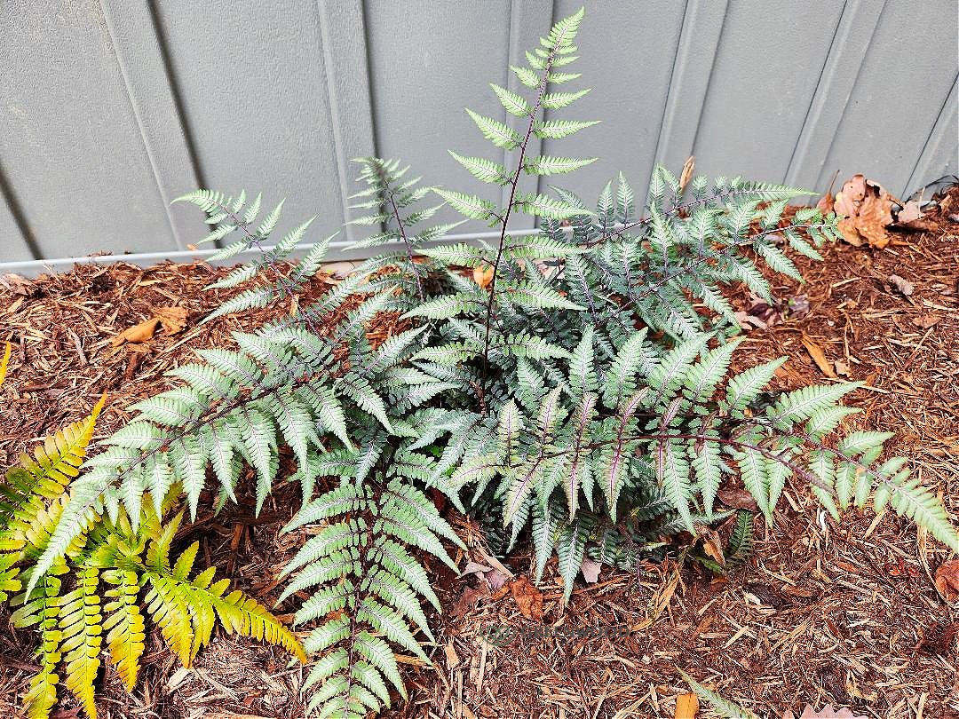 Live GODZILLA JAPANESE PAINTED Fern Plant + Athyrium Niponicum - [Pint Pot]