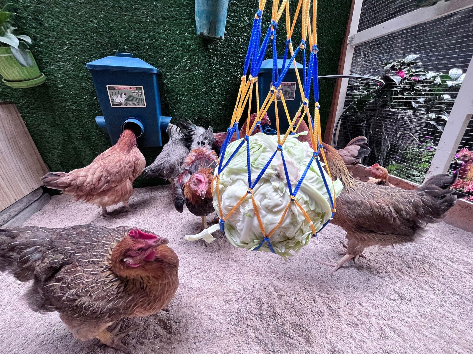 Automatic Chicken Waterer With Float Control And Large Capacity Pro