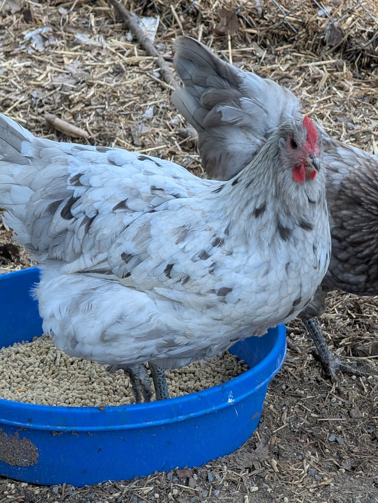 12 Splash Jersey Giant Hatching Eggs, Blue, Splash
