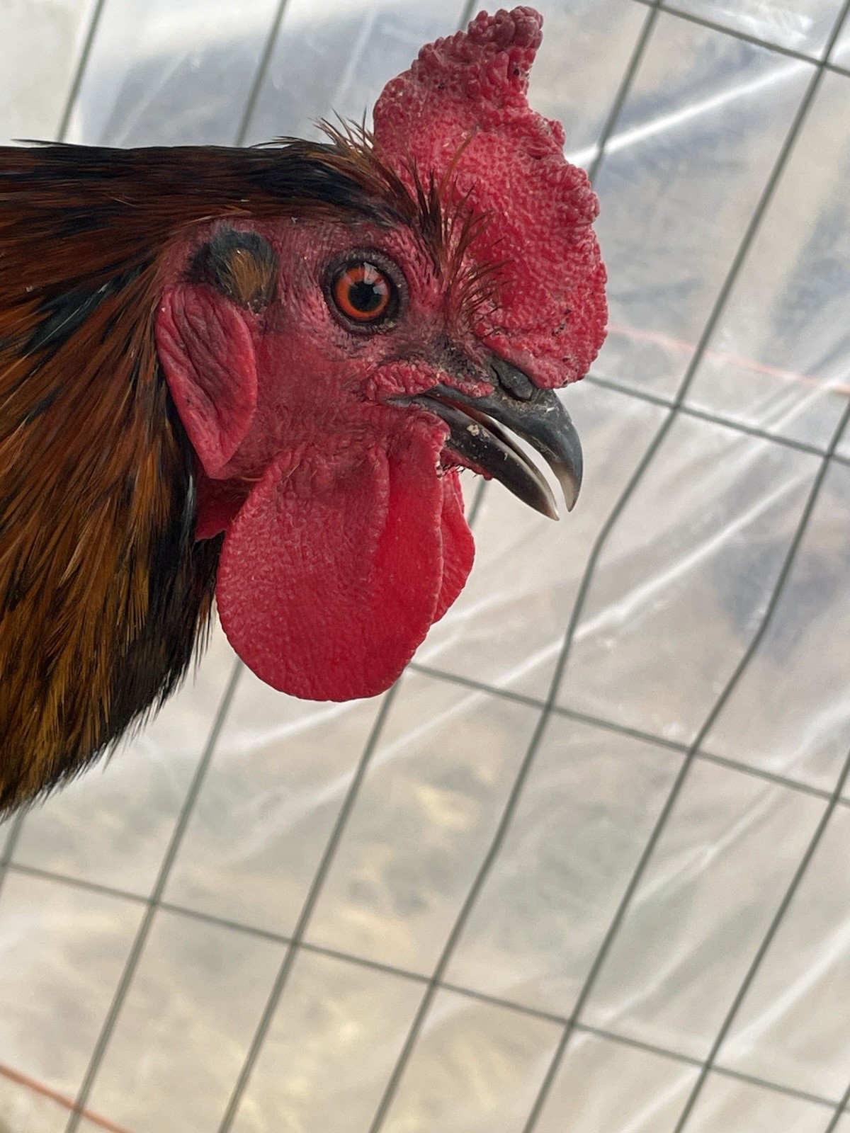 6+ Chicken Hatching Eggs