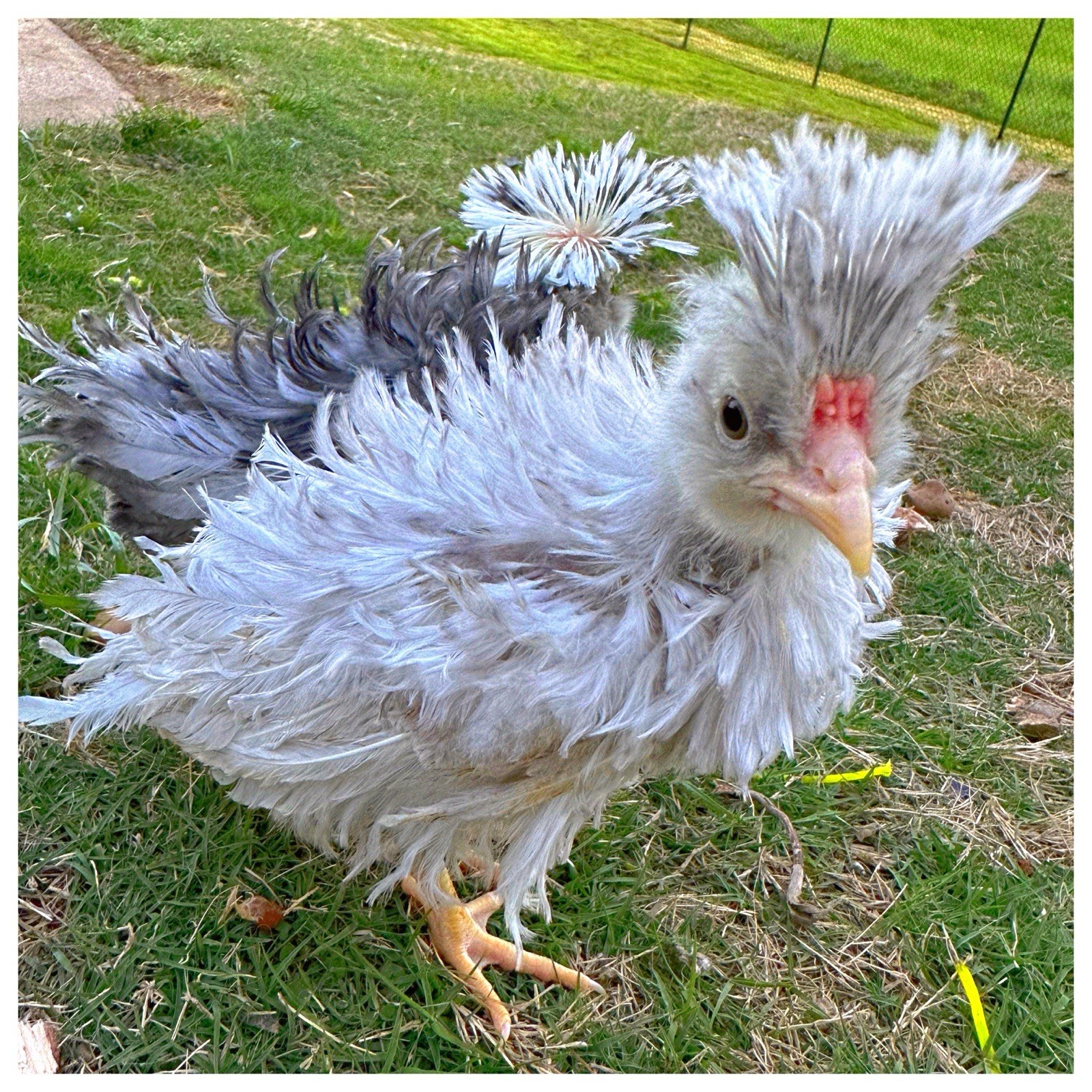 6 Polish Chicken Hatching Eggs (NPIP Certified)