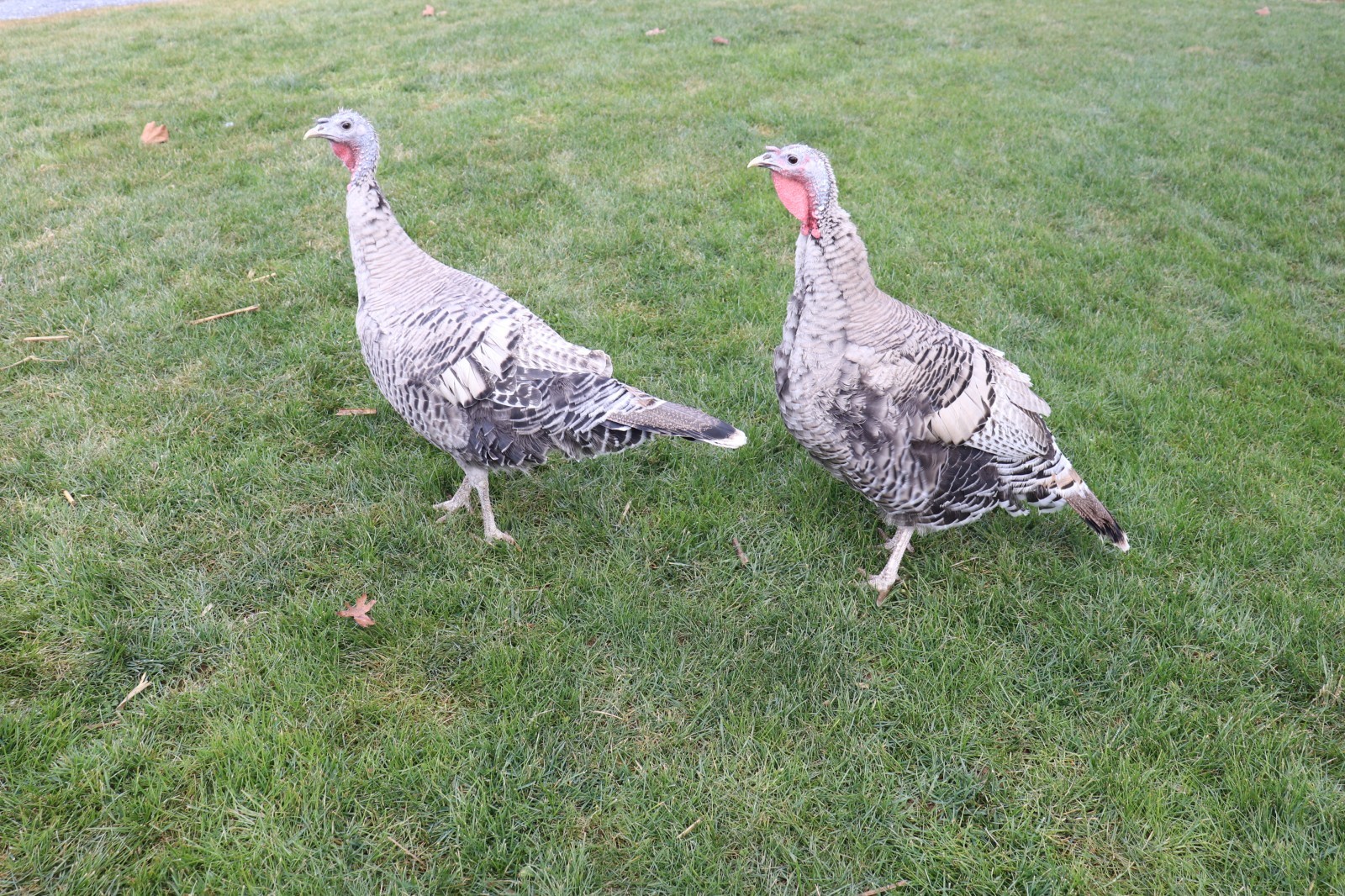 12 Narragansett Turkey Hatching Eggs Laying Now