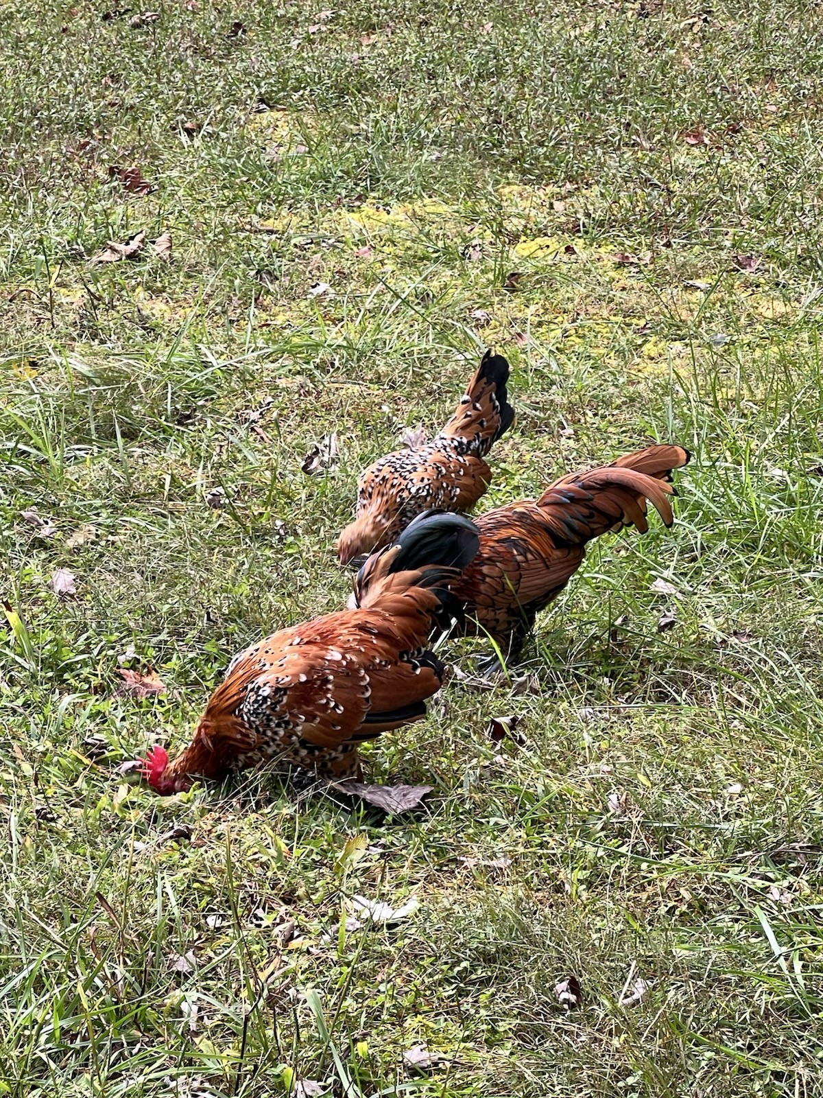 🐦‍🔥 Mille Fleur D'Uccle Bantam E G G S for HATCHING 🐦‍🔥