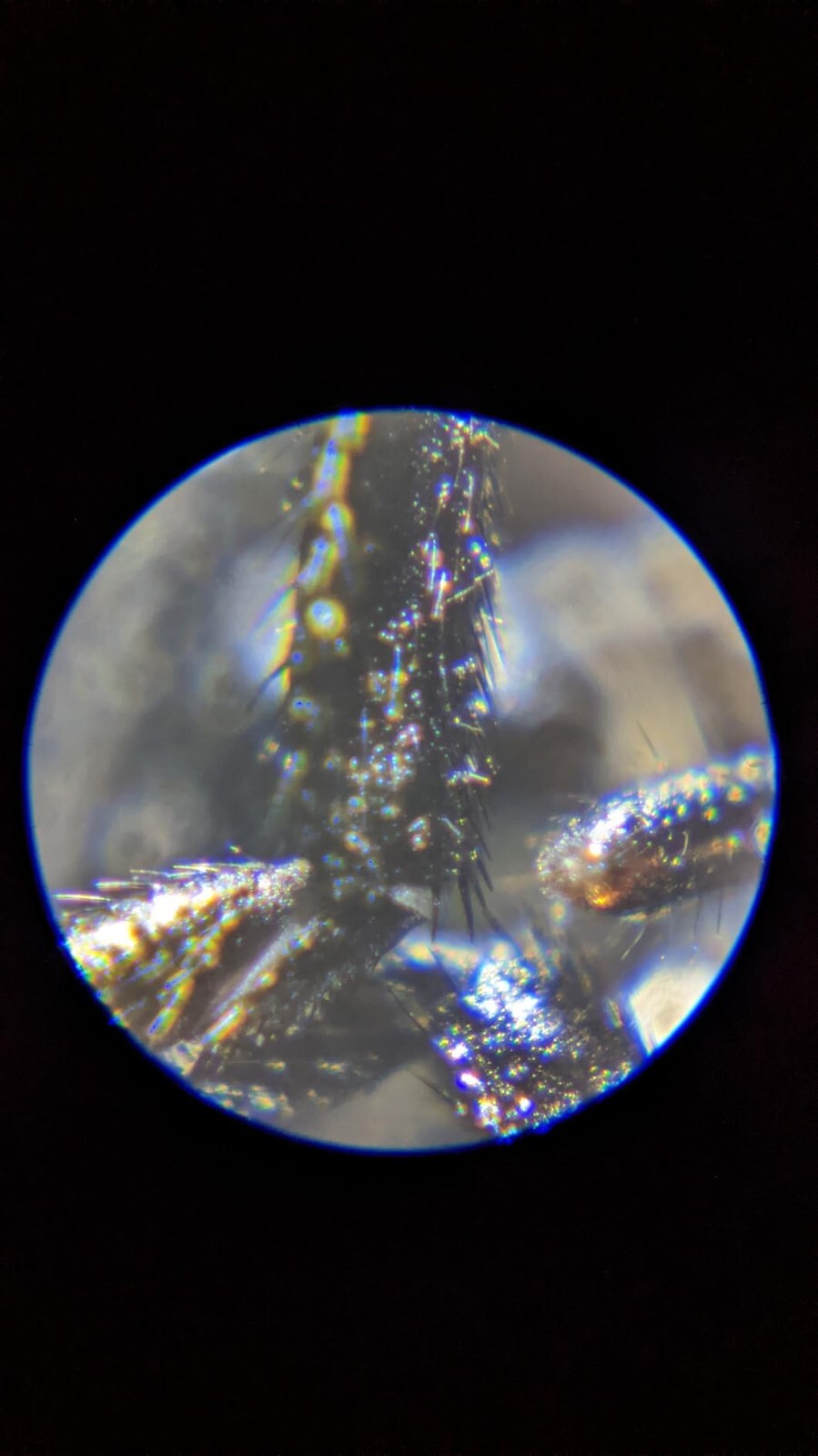 Carson MicroFlip 100x-250x LED & UV Lighted Pocket Microscope Handheld Digital