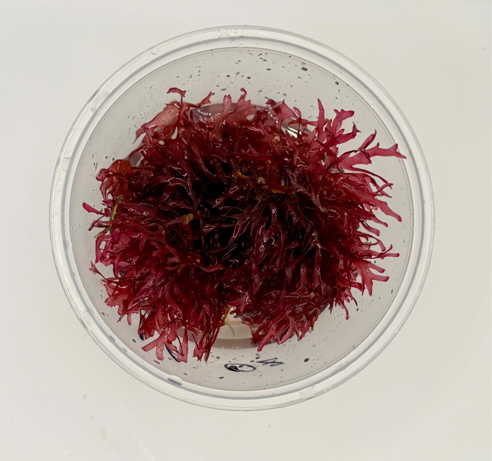 Live Red Pom Pom Macroalgae (Gracilaria) Marine Refugium Aquarium Algae