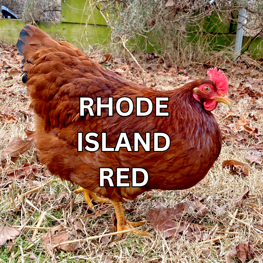 10 Custom Select Chicken Hatching Eggs - You Choose - See Description for Breeds