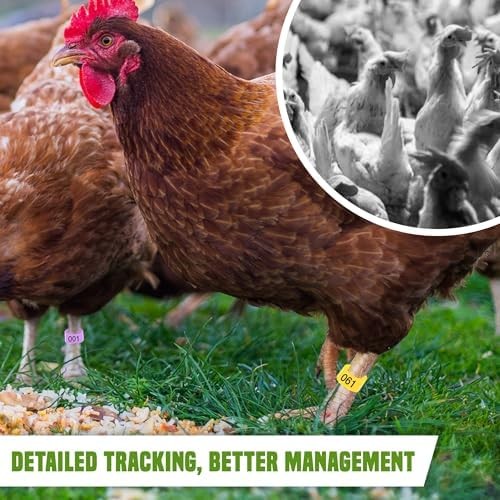 Chicken Leg Bands - Numbered & Multi-Colored Poultry Plastic Bands for Ducks, T