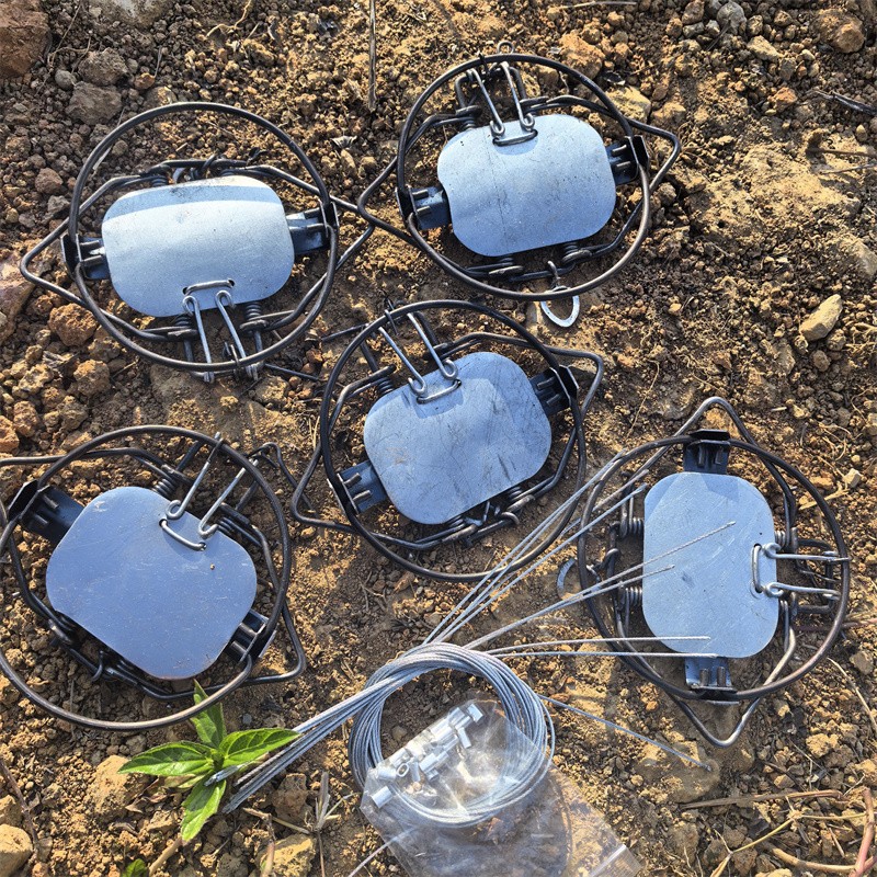 (5 TRAPS) 4-3/10" Coil Spring Traps Lynx Coyote Bobcat Trapping Nuisance Mink