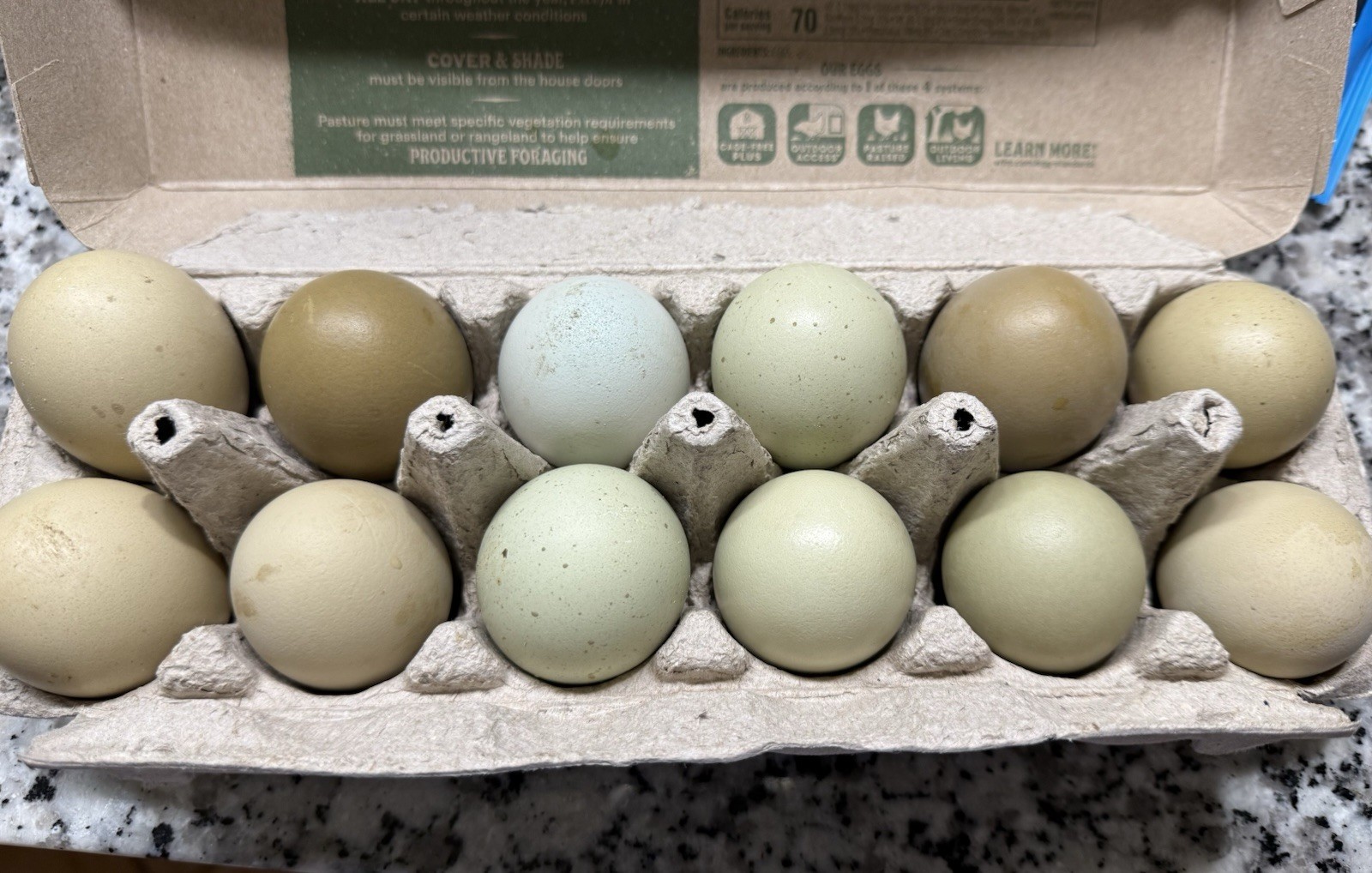 10+2 Fresh Fertile Hatching Eggs , Olive Egger, F1 Or F2