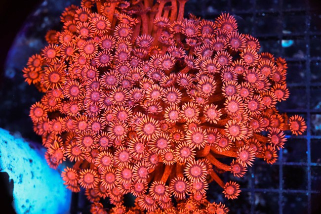 Large ULTRA Red Goniopora Coral Colony WYSIWYG - SAQ Coral Farm