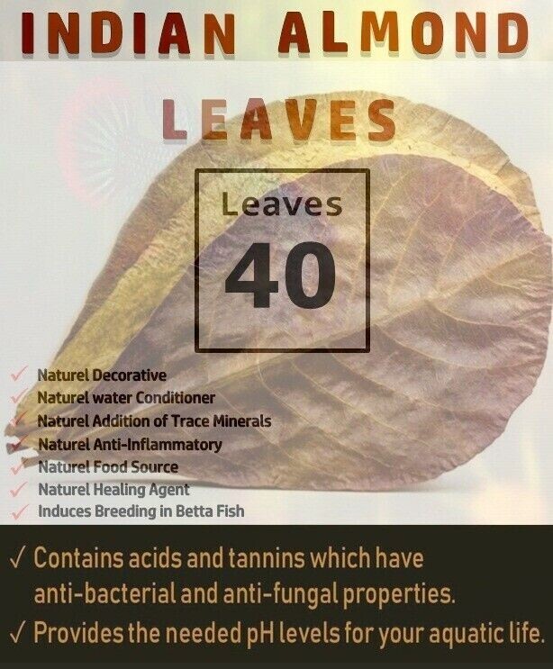 40Pcs Catappa Almond Leaves 5'' Fish Aquarium Care Indian Ketapang Leaf Shrimp