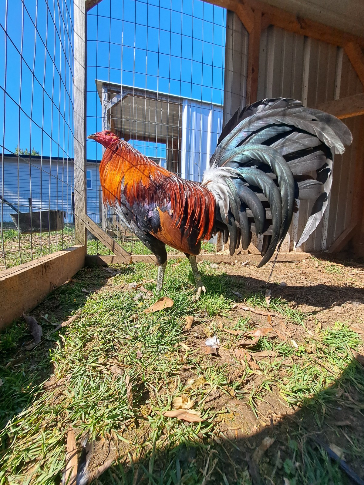 12 Chicken Hatching Eggs.