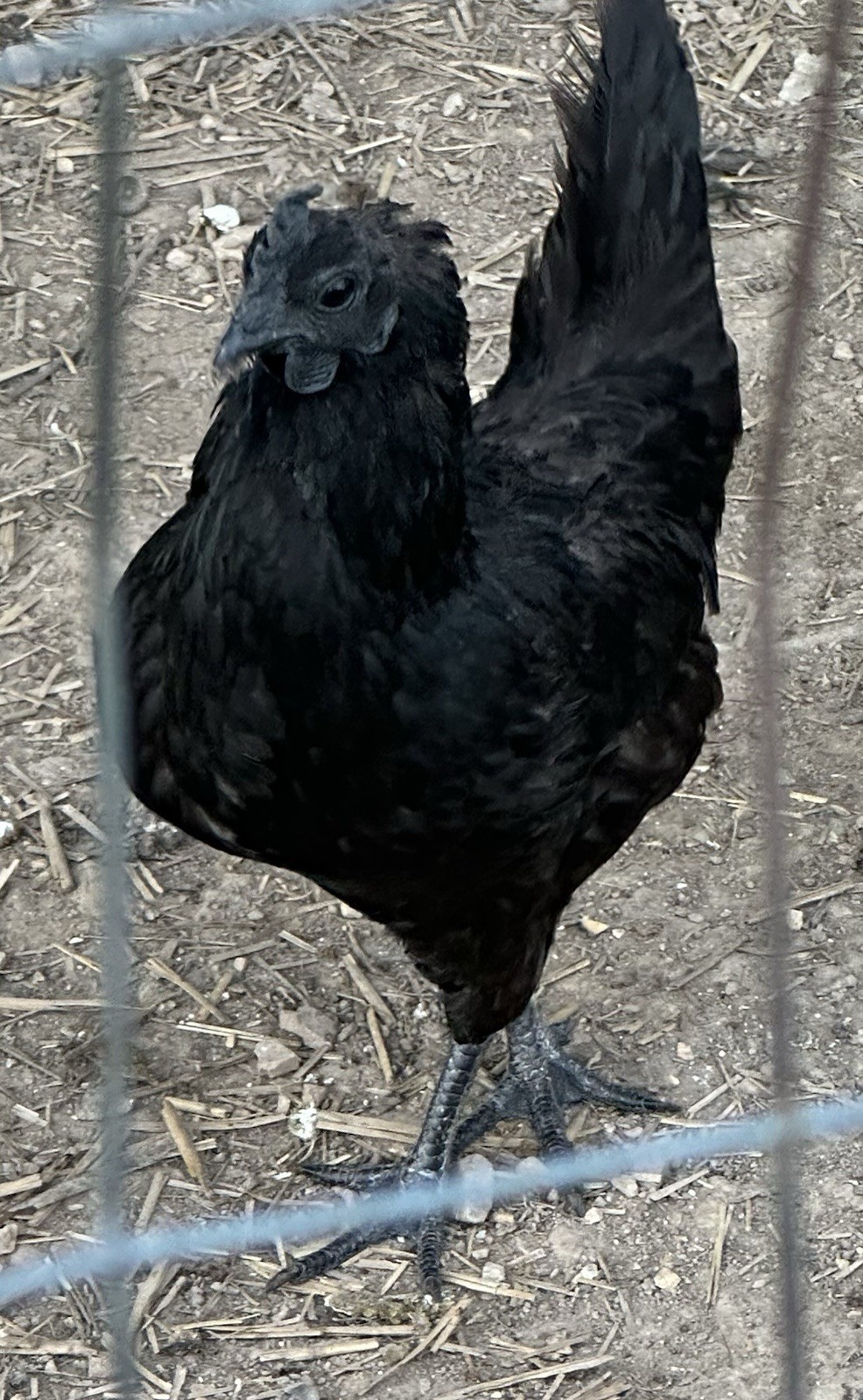 6 + High Quality Fertile Ayana Cemani Hatching Eggs