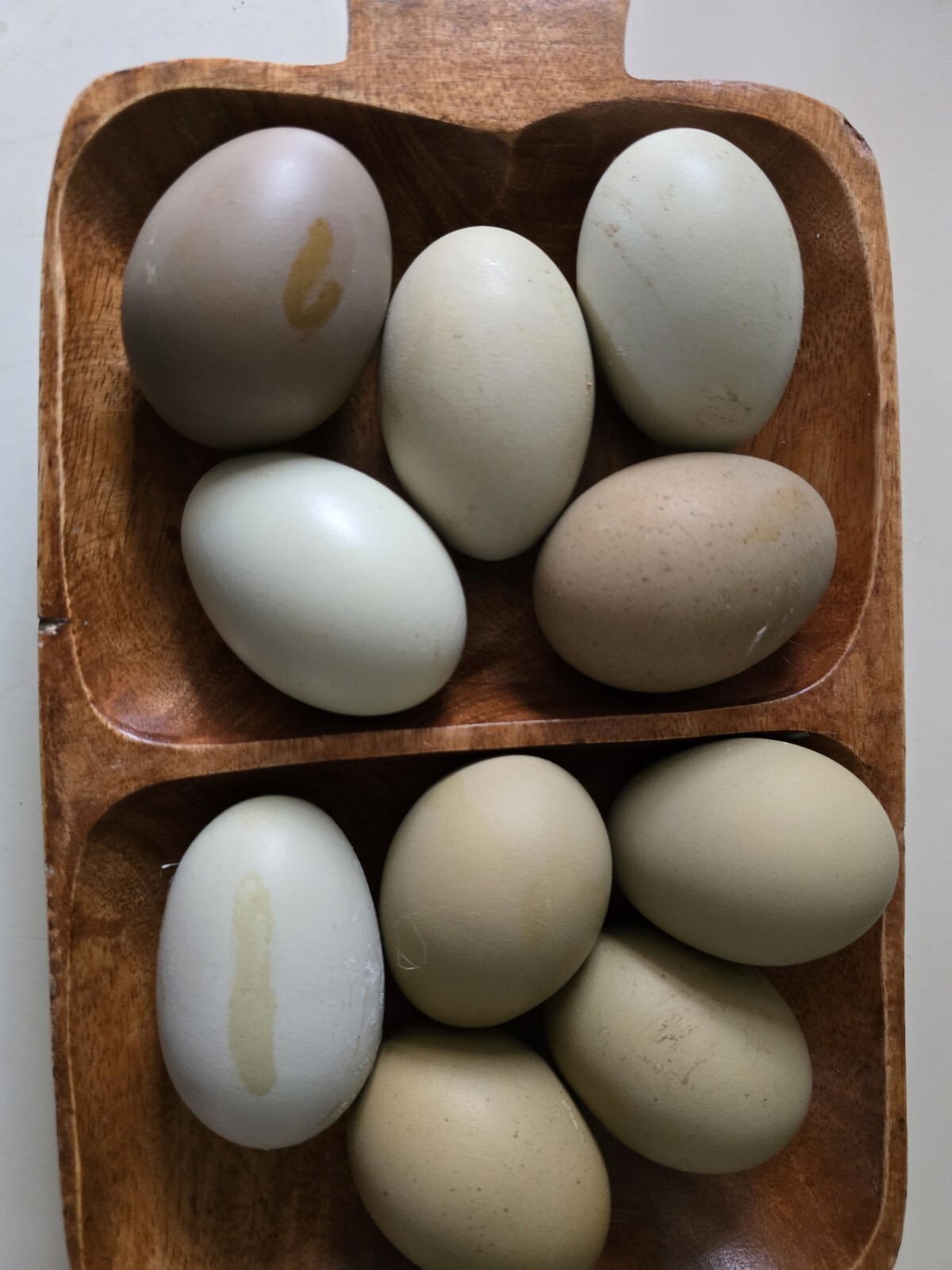Olive Egger Hatching Eggs