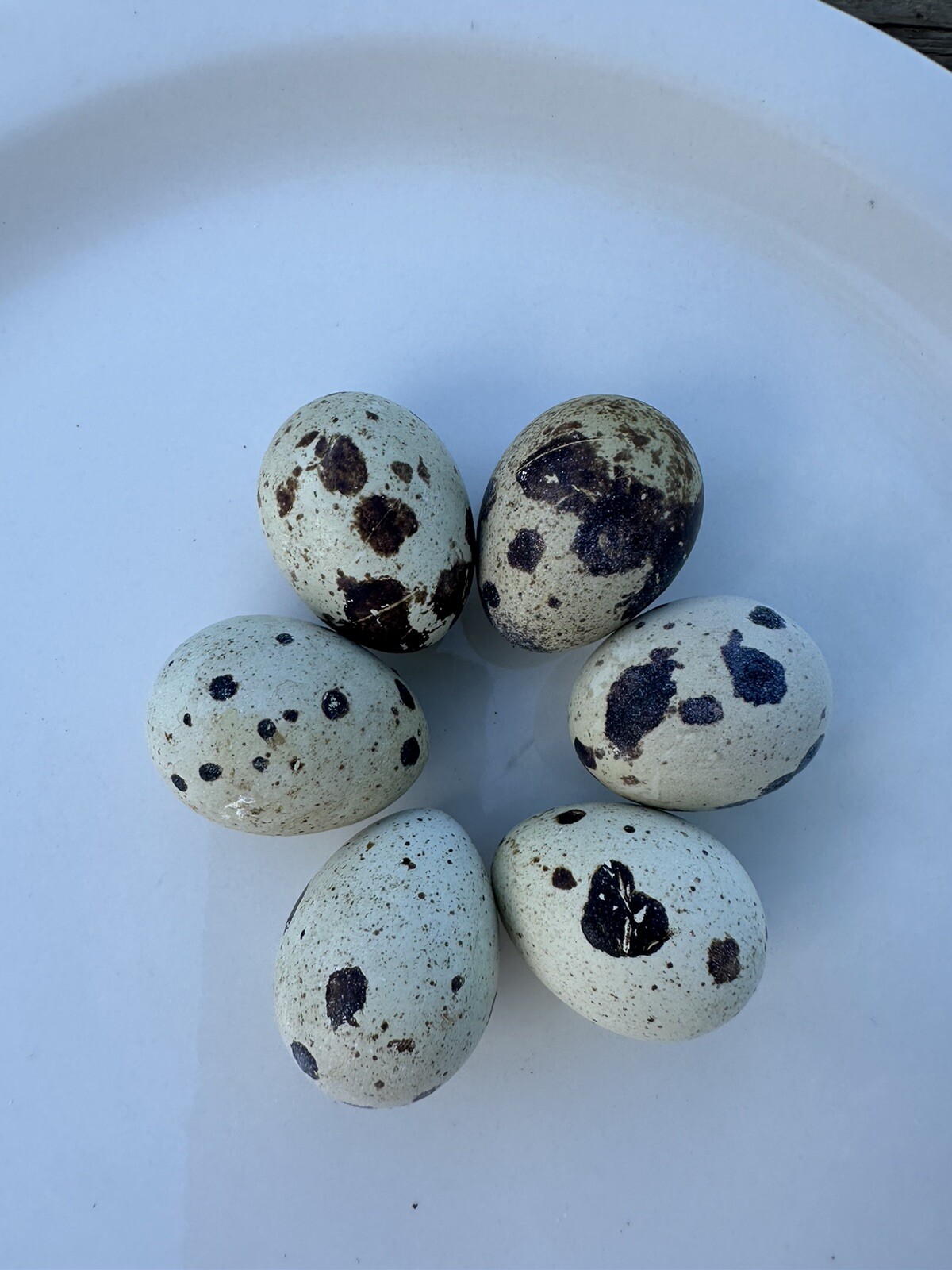 Quail 30 Jumbo Texas A&M Large Egg Layer Great meat priority ship and foam pack