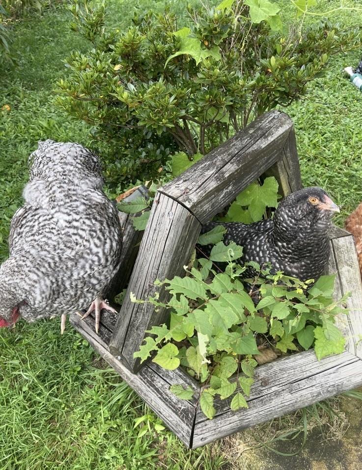 6 fertile hatching chicken eggs - Beautiful Barnyard Mix