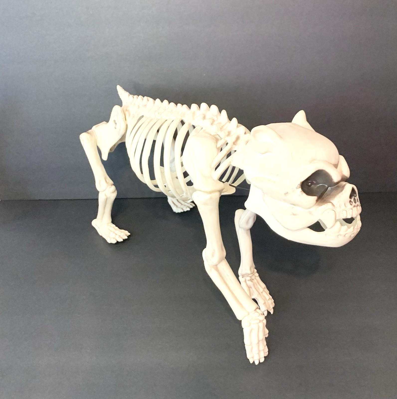 Vintage Skeleton Dog Needs Battery For LED Light Halloween Decor Prop 12 In Tall