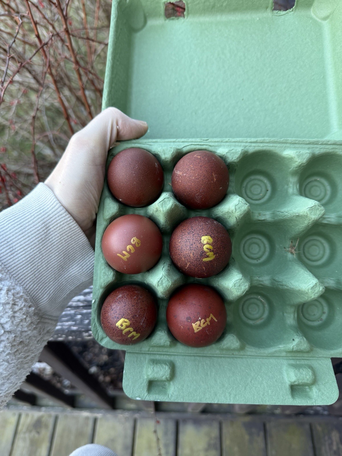12+ Black Copper Marans • NPIP/AI Clean