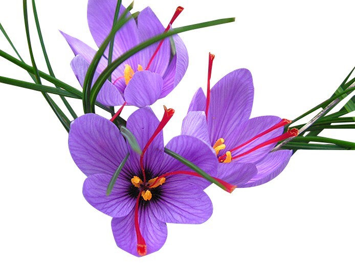 10 Saffron Corms