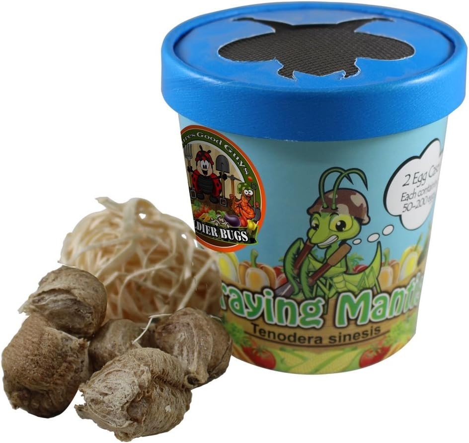 3 - Praying Mantis Egg Cases - Newest Crop