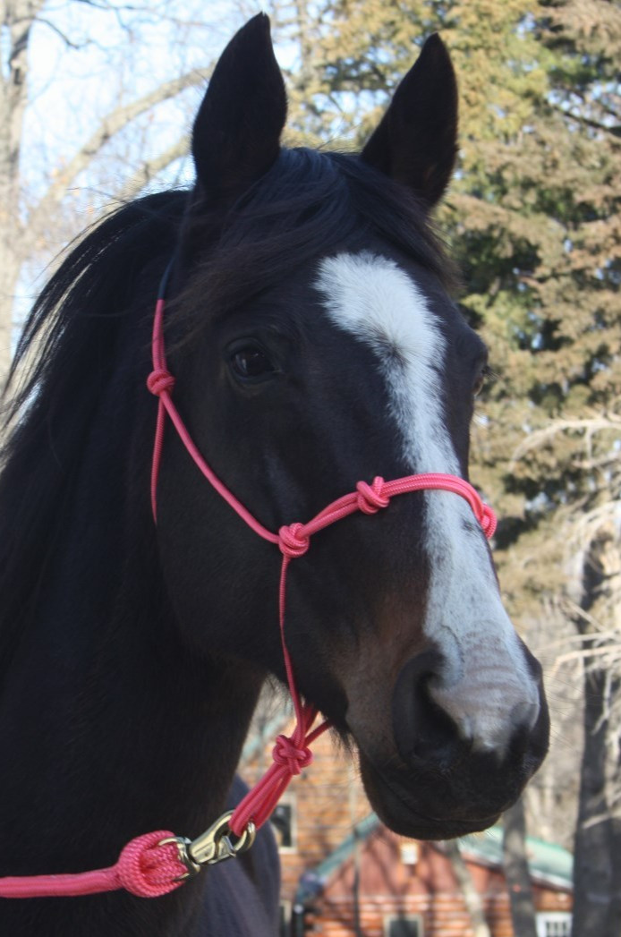 THOMEY NATURAL HORSE TRAINING 4-knot HALTER Average Size ~ PINK