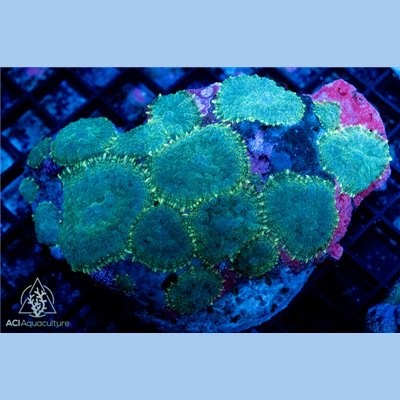 Neon Green Rim Rhodactis Colony WYSIWYG - SAQ Coral Farm