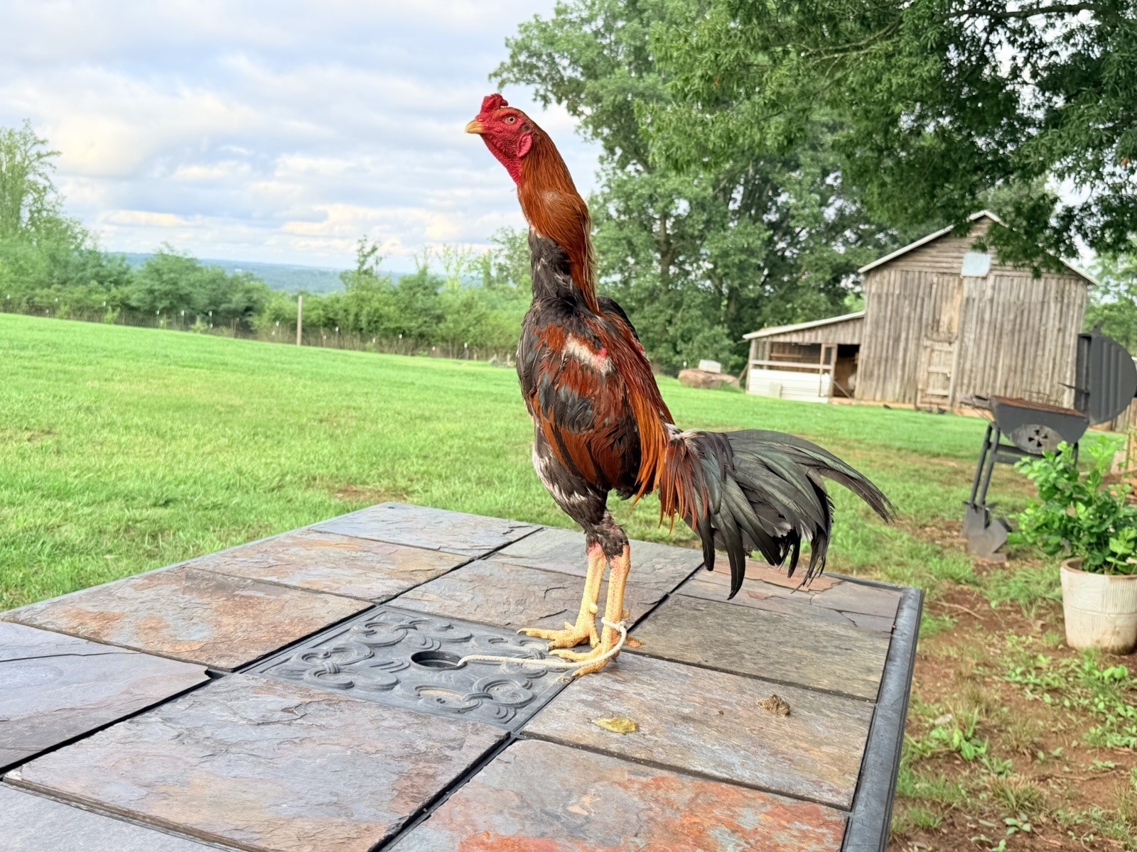 1 Brazilian Original Hatching Eggs Purebred Rare Breed